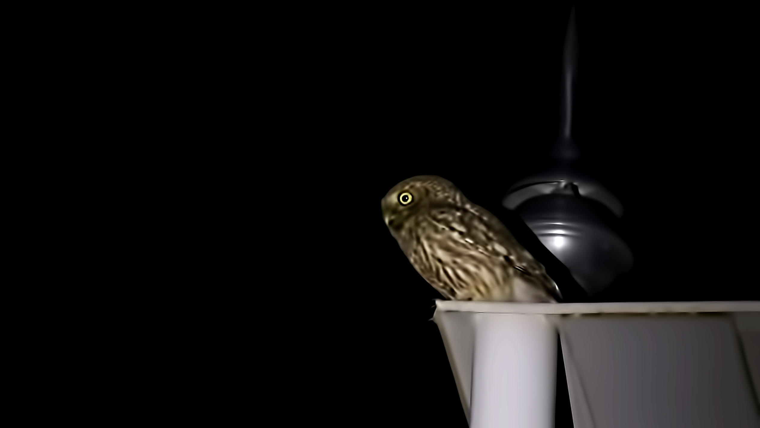 Little Owl